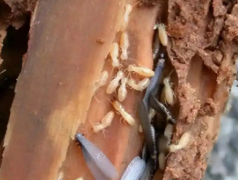 建邺白蚁防治公司分享地下室防潮防虫一体化治理，解决地下空间白蚁顽疾